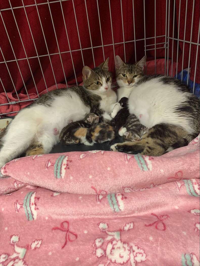 Newborn kittens of Charlie and Cherry