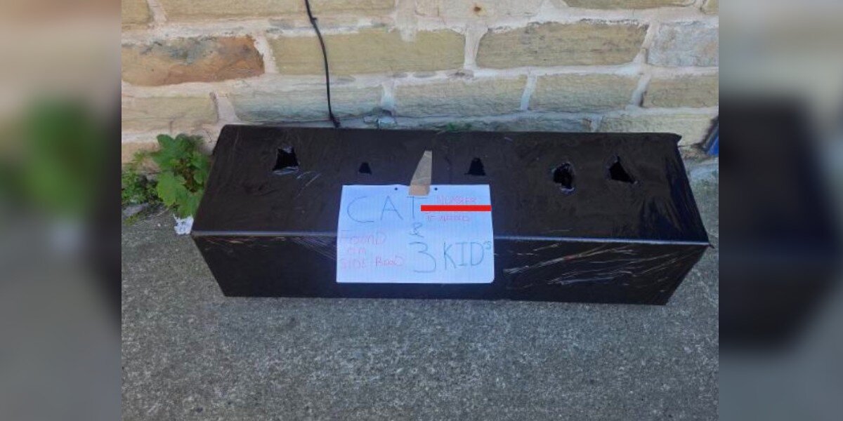 Duct-Taped Box Appears At Vet Office — And Staff Can't Believe What's Inside
