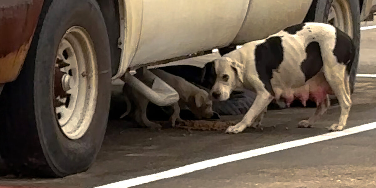 Woman Finds A Stray Pittie And Her Puppy In Freezing Cold - Videos ...
