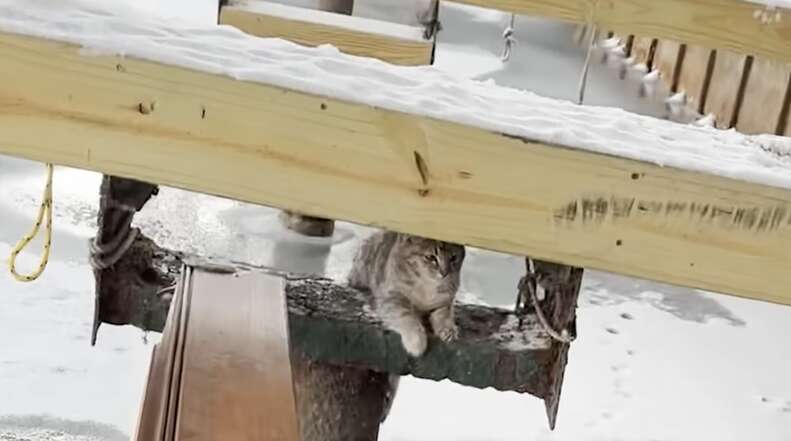 Kitten frozen on dock beam