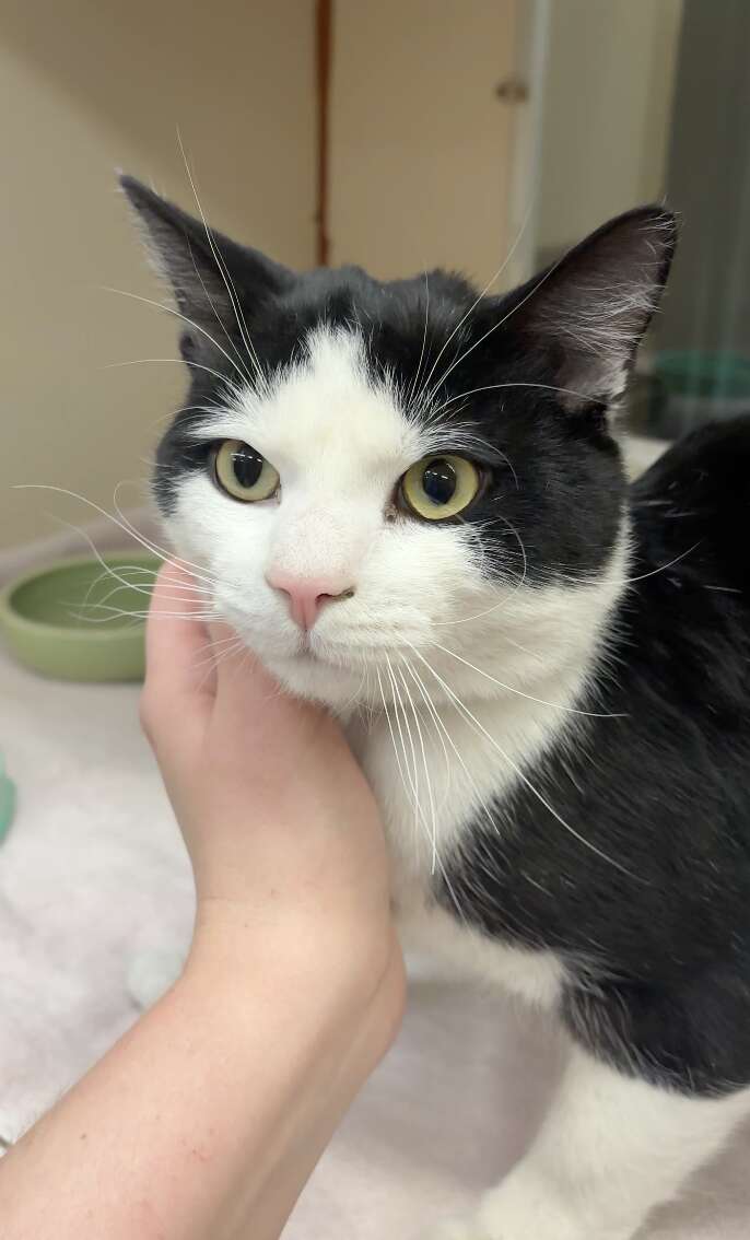 Mr. Wash, the black-and-white cat