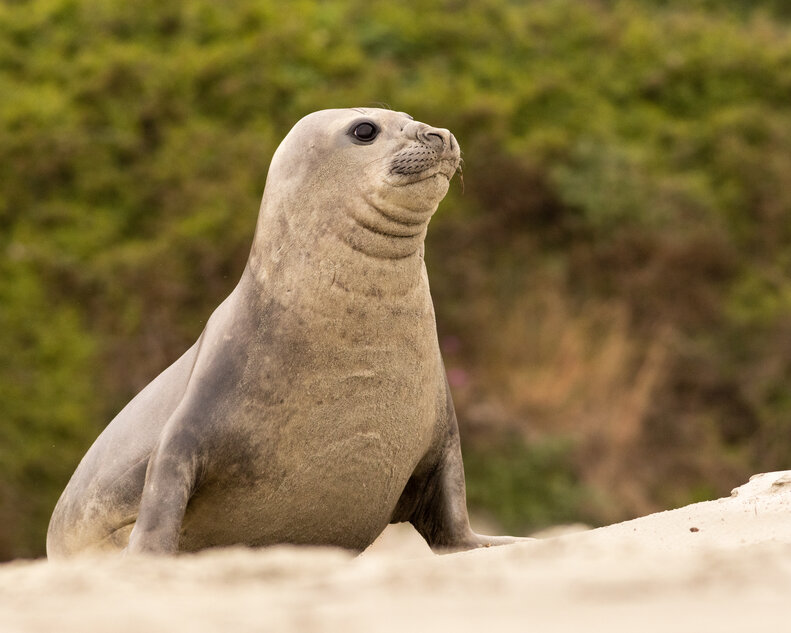 Beachgoers Watch In Disbelief As Massive Seal Ransacks Their Stuff