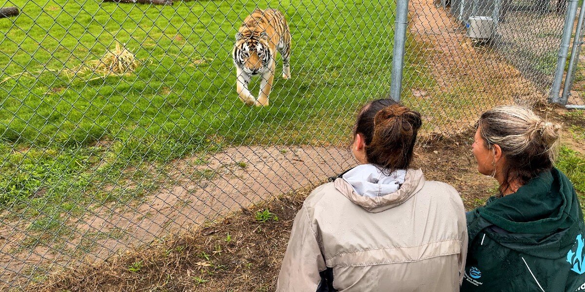 She Never Forgot This Caged Tiger — Now She Finally Watches Him Roam Free
