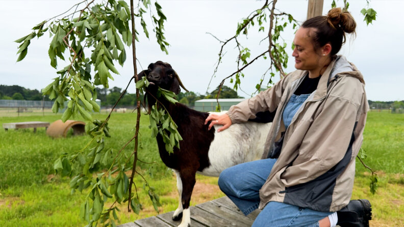 goat eating leaves while woman pets her