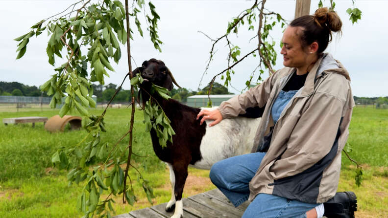 goat eating leaves while woman pets her