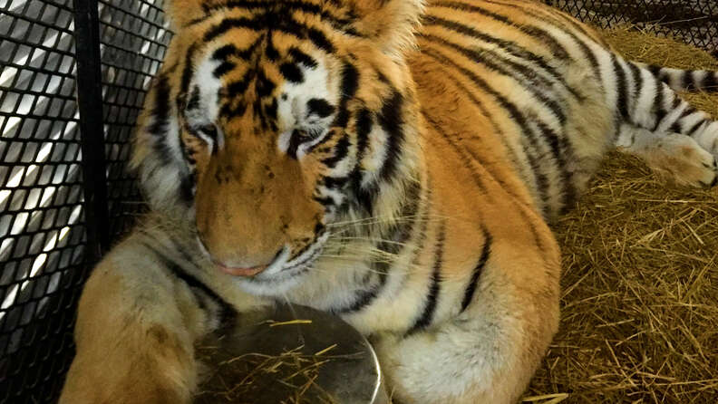 tiger in a cage