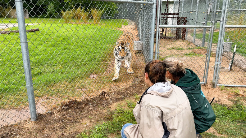 tiger looking at two women