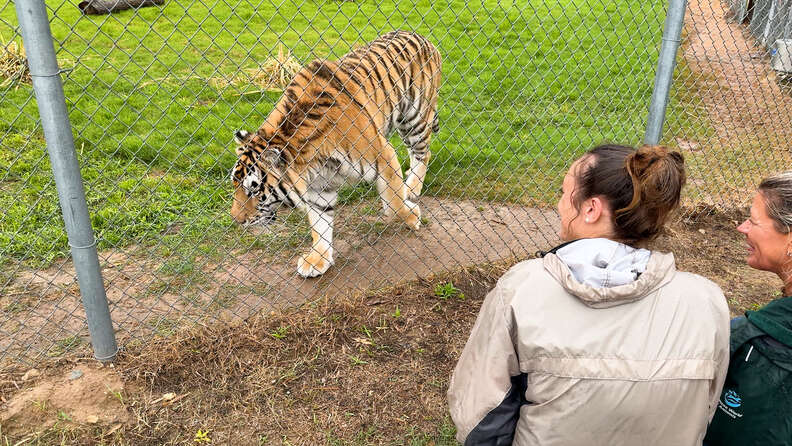 tiger