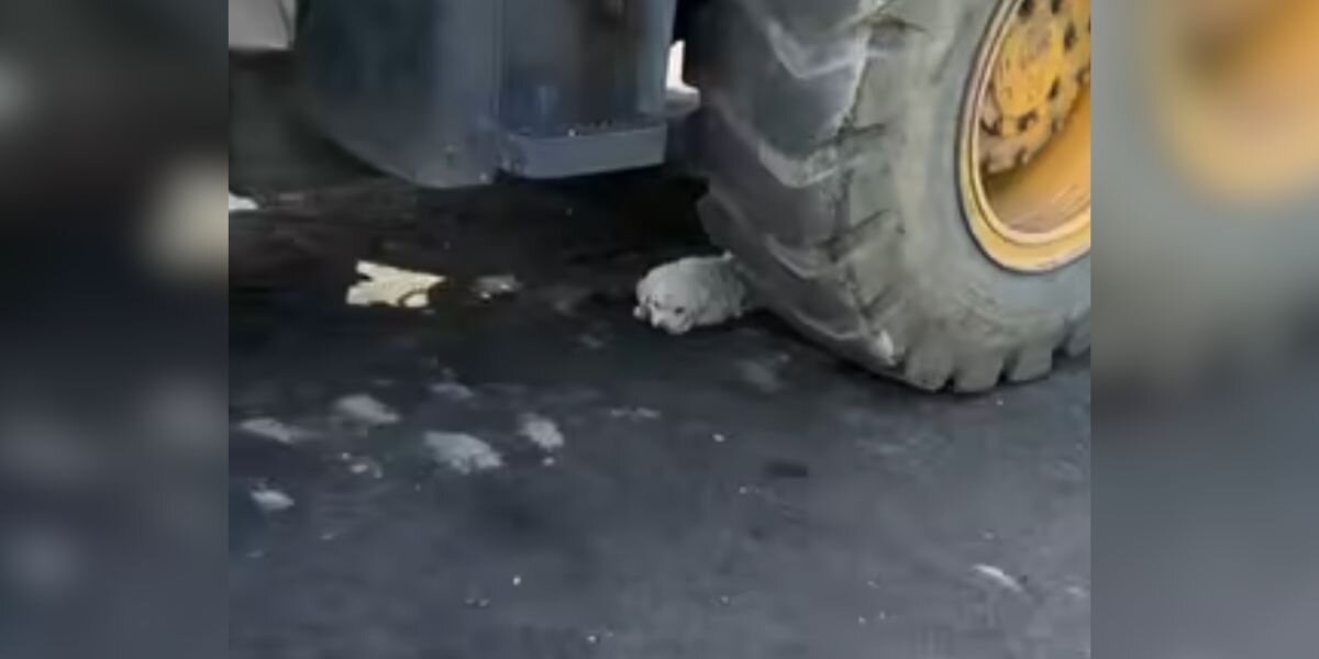 Woman Spots ‘Rubbish’ Under Large Truck — And Ends Up Saving A Little Life