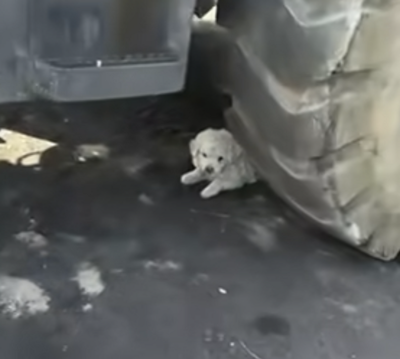 little white puppy under truck