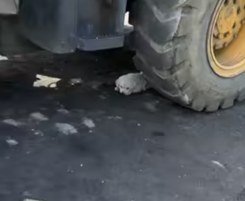 white puppy hiding under truck wheel 