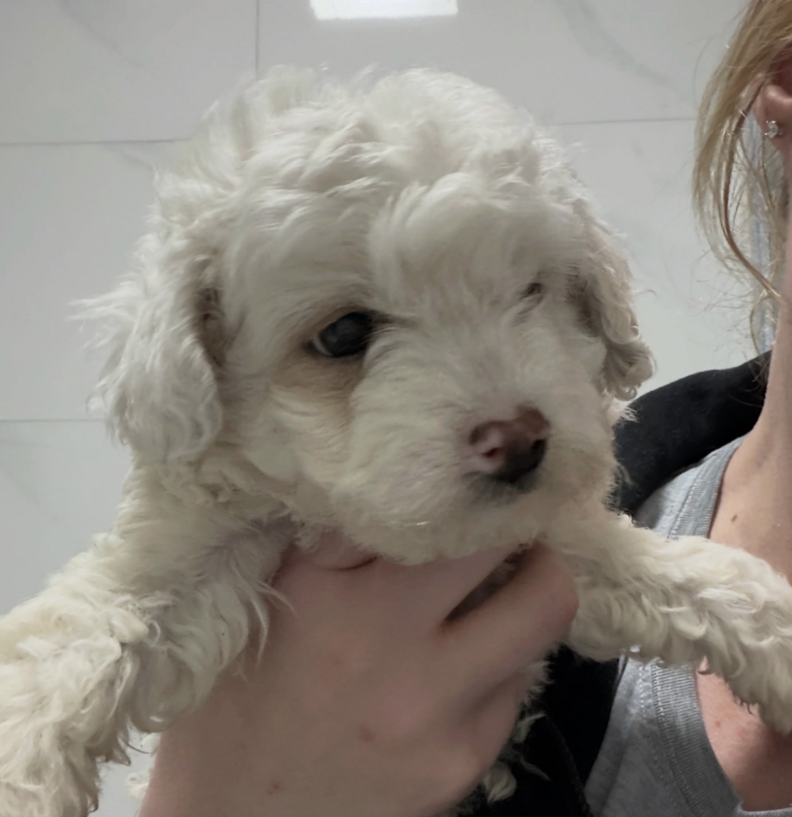 little white puppy 