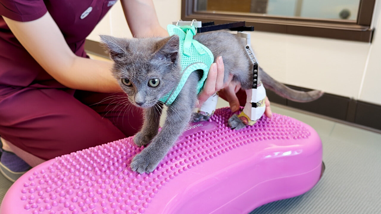 Tiny Kitten Gets A LEGO Suit To Help Him Learn To Walk
