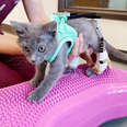 Tiny Kitten Gets A LEGO Suit To Help Him Learn To Walk