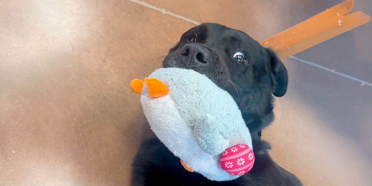 The dog nobody picked, until a video changed everything