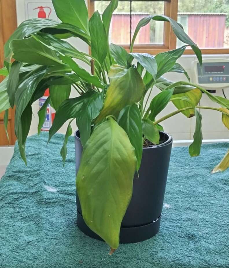 鉢植えの植物