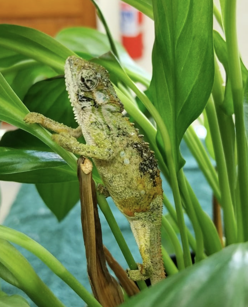鉢植えの中のカメレオン