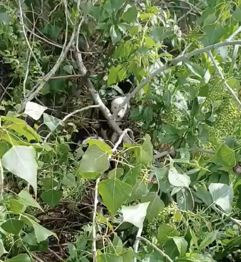 Woman Walking To Work Hears ‘Tiny Cries’ And Finds 5 Babies Alone In The Woods