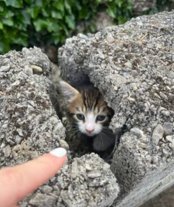 子猫の冒険
