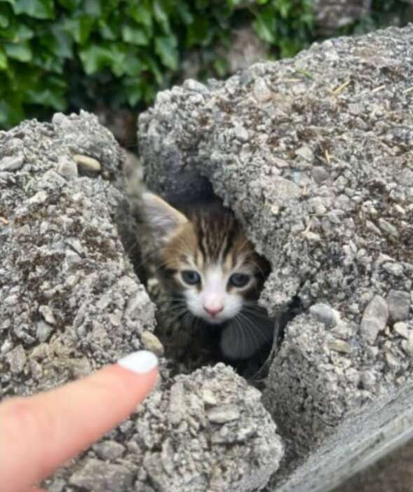 子猫の冒険