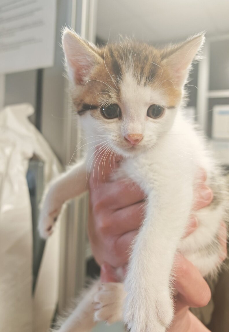 新しい家に慣れる子猫