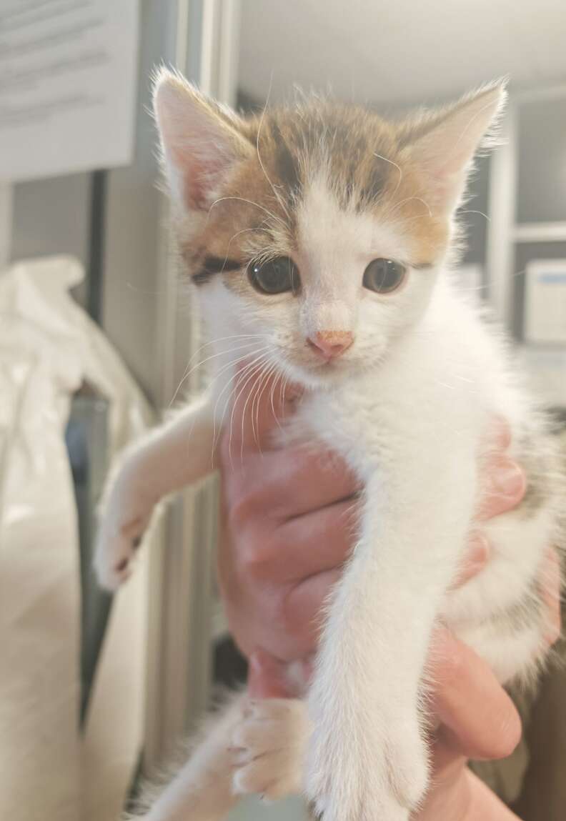 新しい家に慣れる子猫