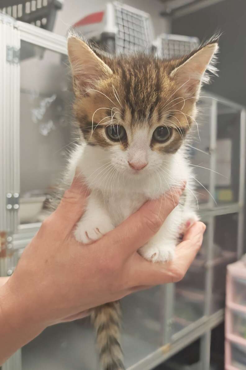 Rescued kittens Bricks and Blocks in safe environment