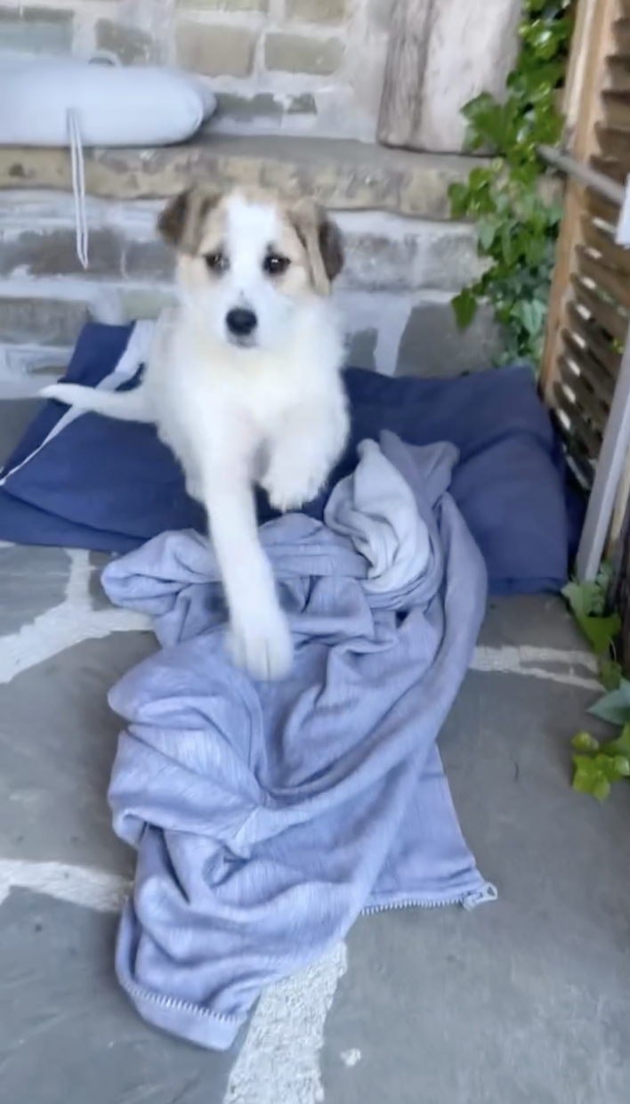 子犬と一緒に山道を行く