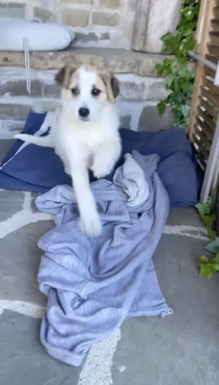 子犬と一緒に山道を行く
