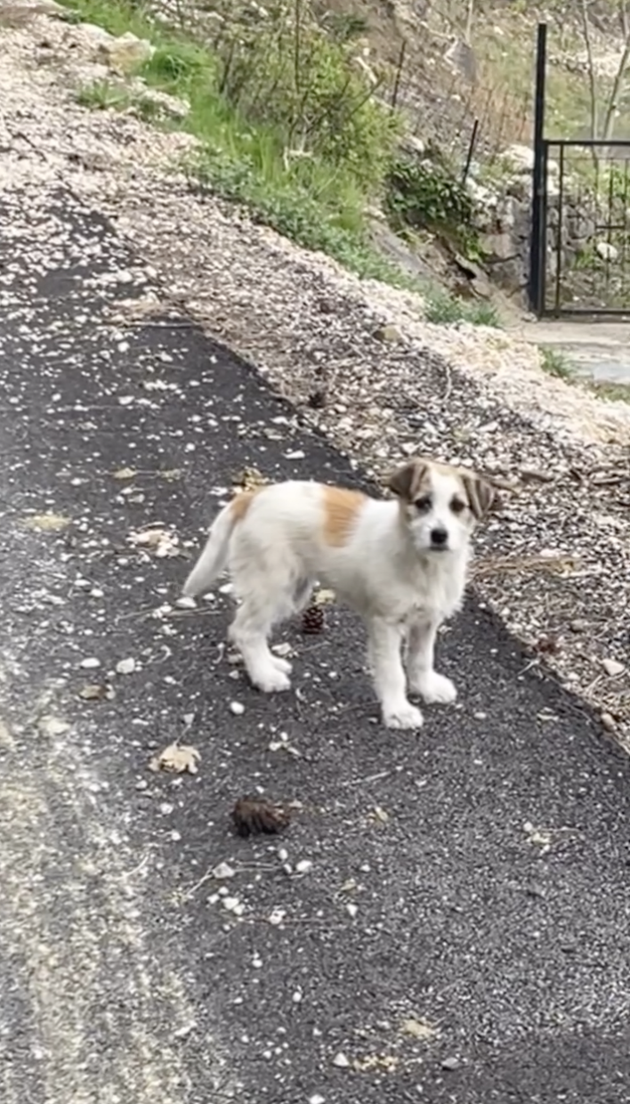 子犬と一緒にハイキング