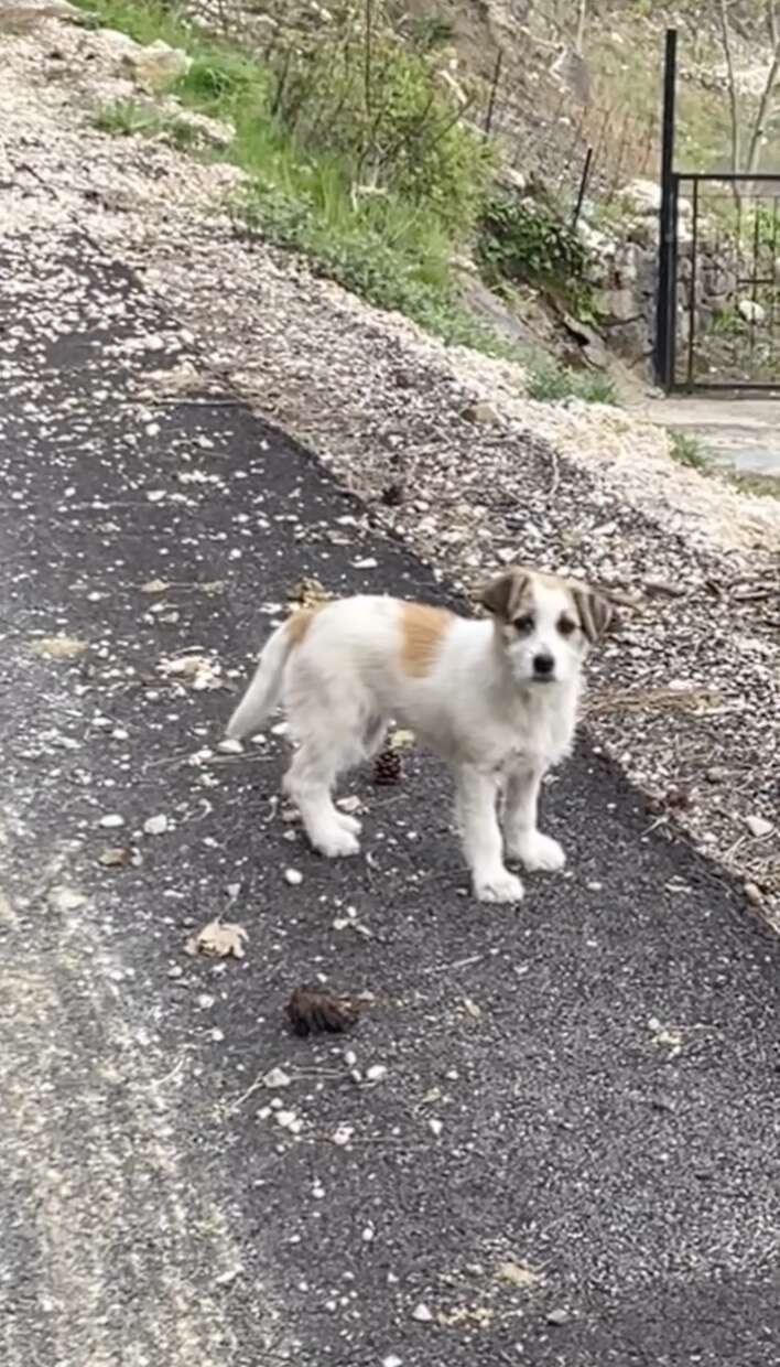 子犬と一緒にハイキング