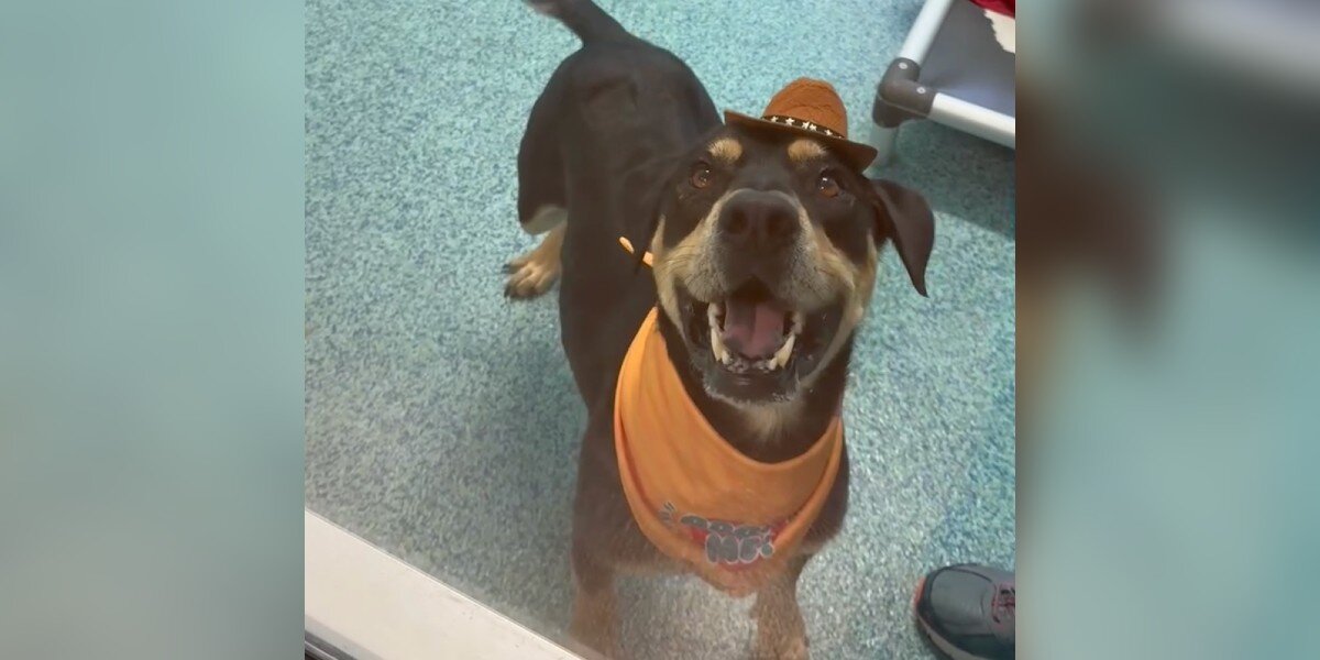Naples Rescues Goofy King: Patty Baker Humane Society’s Heartwarming Adoption Story