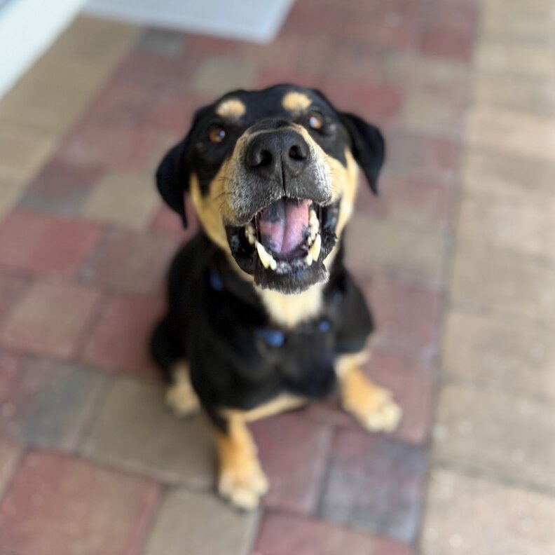 dog with tongue out