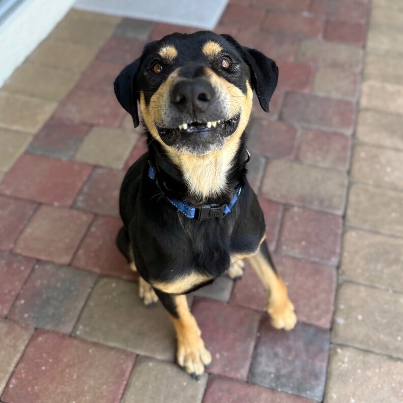 dog smiling
