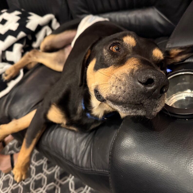 dog laying on couch looking at camera