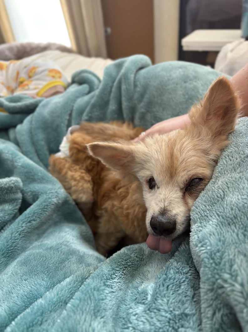 Agatha at home with The Senior Dog Squad. (Photo: The Senior Dog Squad)