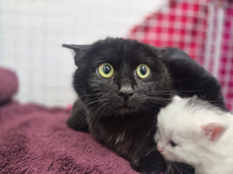 子猫たちの成長
