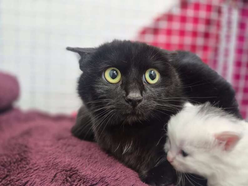 子猫たちの成長