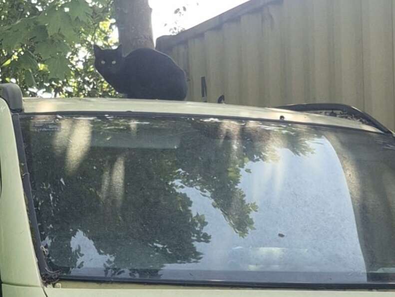 母猫と子猫たち