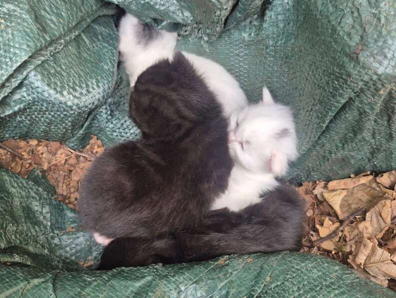 母猫の様子