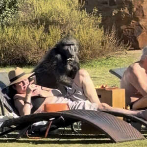 Couple Scrolling Their Phones At Resort Misses Giant Animal Raiding Their Snacks