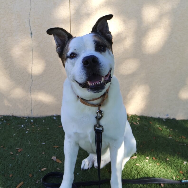 Louie outside at the shelter. He has been the facility's 'helper dog' for nearly three years. (Patty Baker Humane Society Naples)