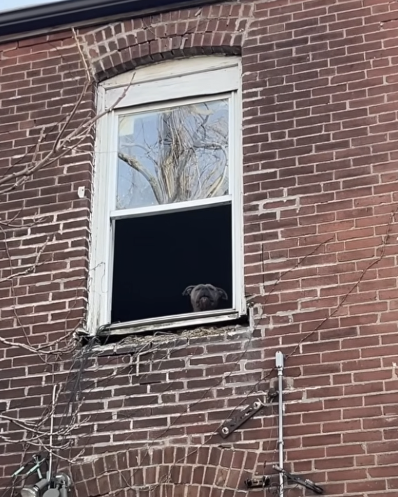 犬の窓からの姿