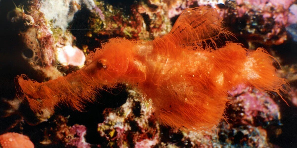 Diver Spots Unusual Hairy-Looking Fish — And Finally Solves A 20-Year-Old Mystery - The Dodo image