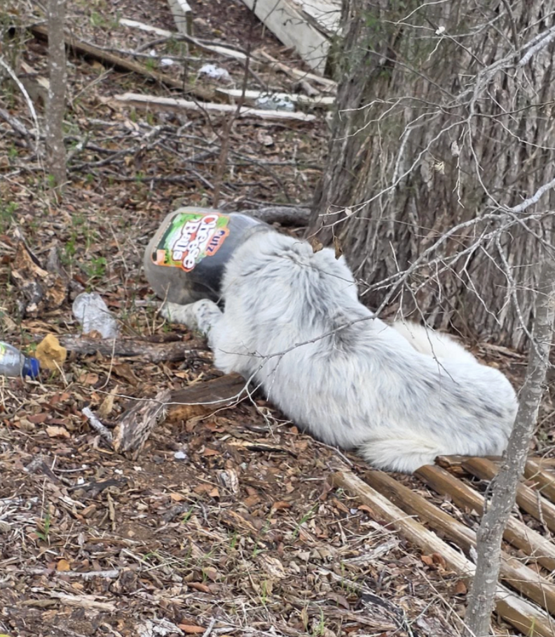Stray Dog Spent 7 Days Suffocating In Jar — Then Rescuers Reveal His Adorable Face
