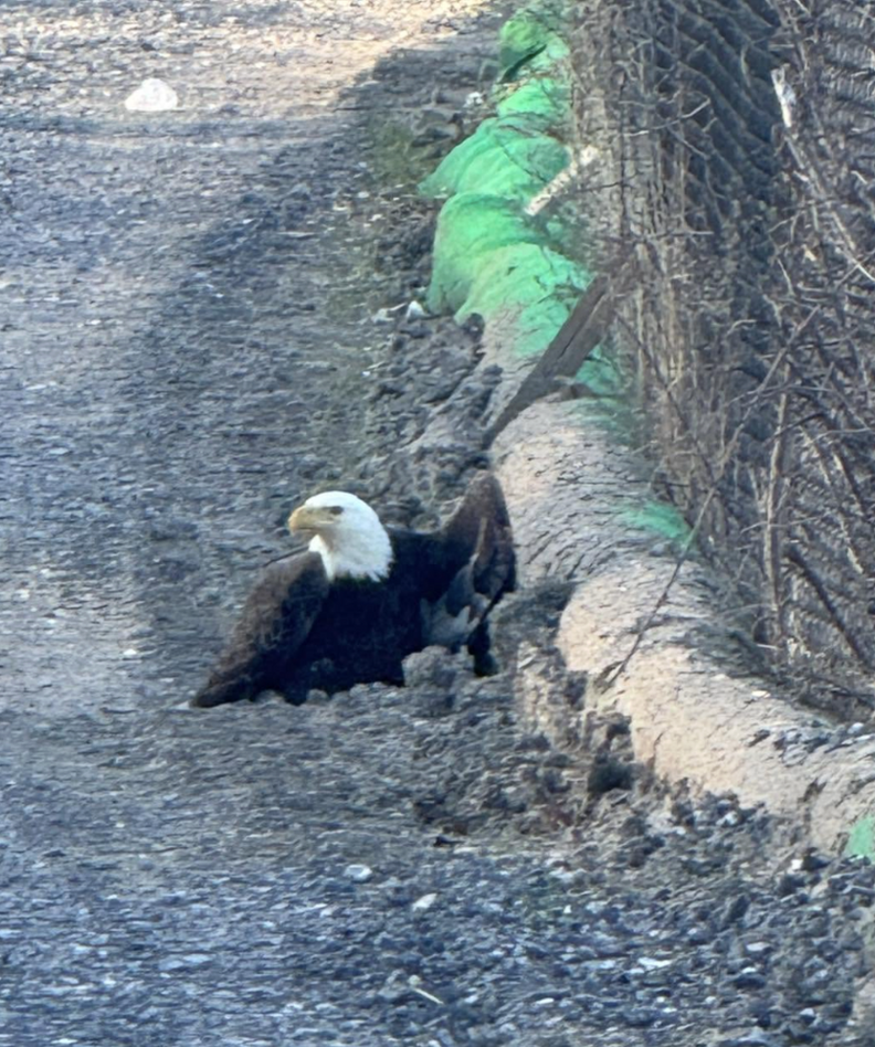 eagle on gravel road