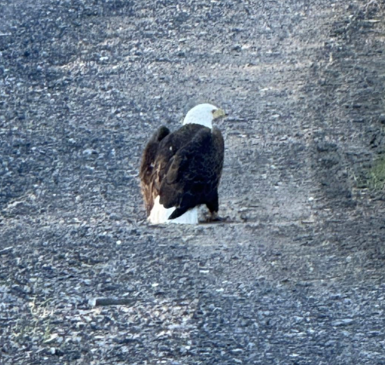 eagle on gravel road 