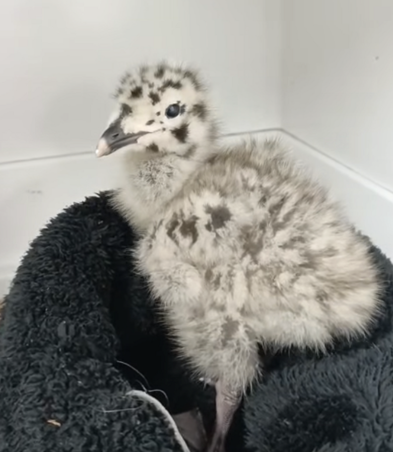 fluffy gull chick
