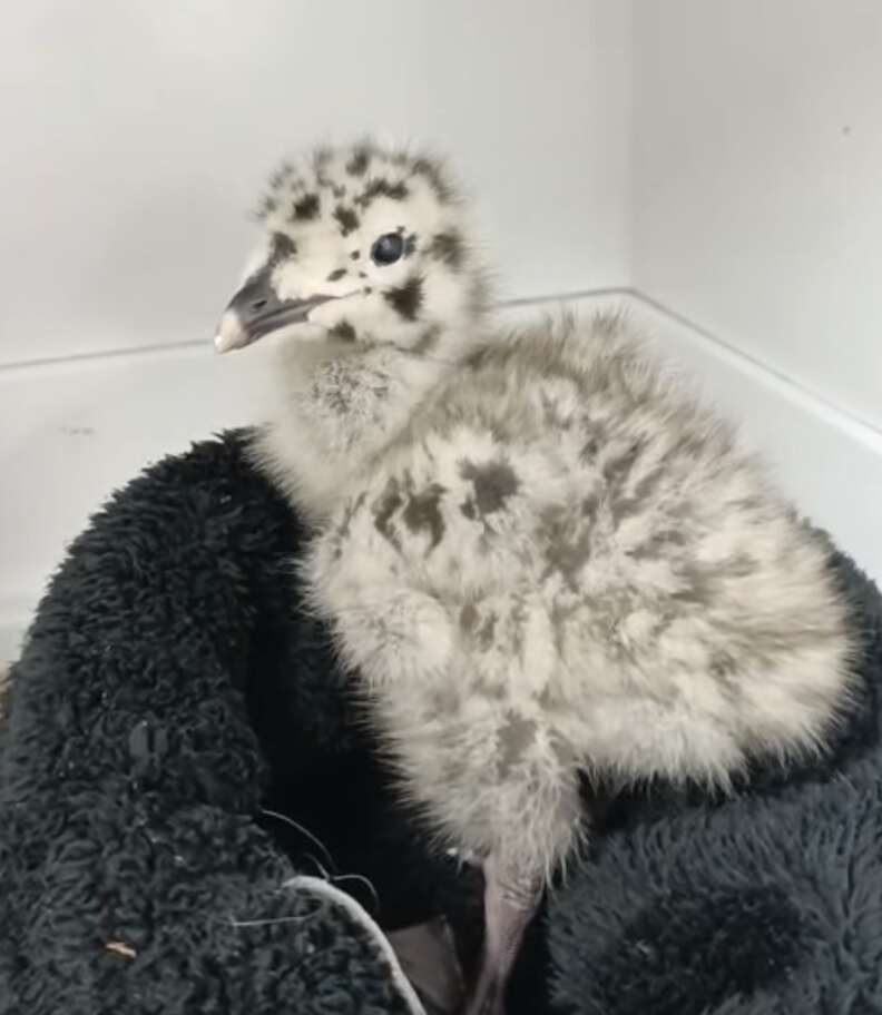 fluffy gull chick