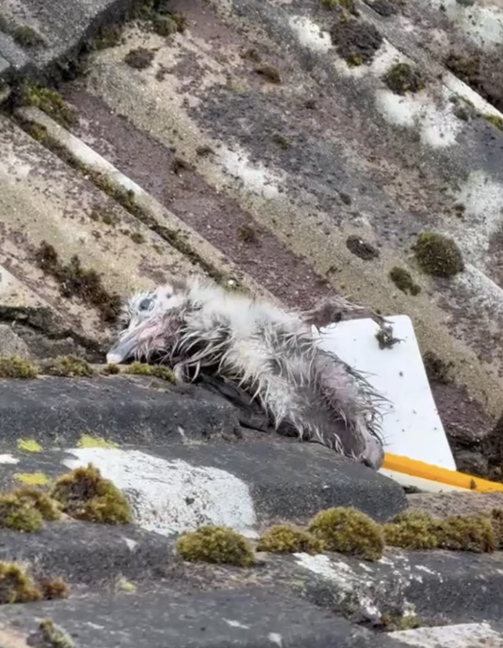 wet gull chick on roof